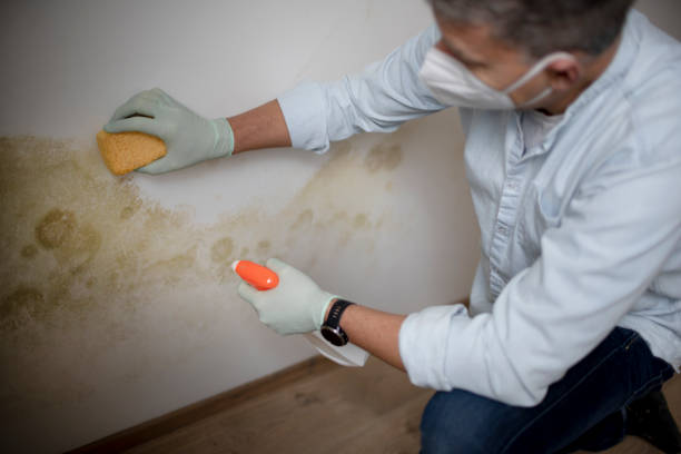 Best Local Mold Removal Service  in Centralia, MO