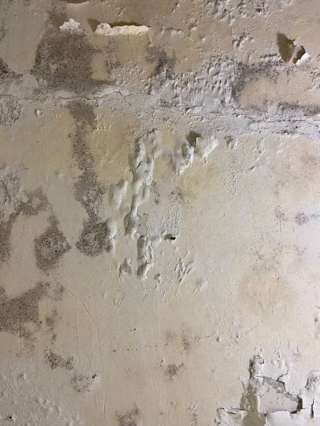 Best Mold Removal and Inspection  in Centralia, MO