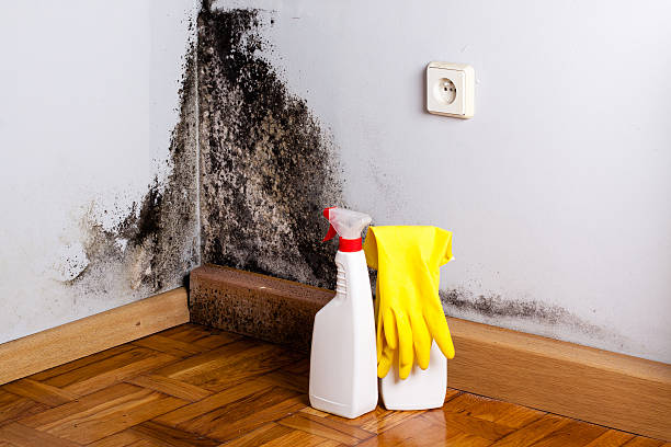 Professional Mold Removal in Centralia, MO