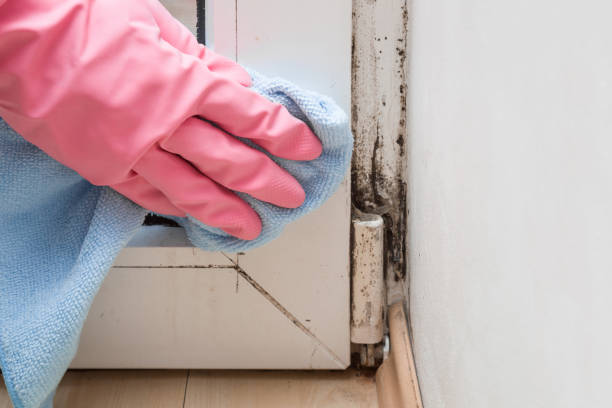 Best Fast Mold Removal  in Centralia, MO