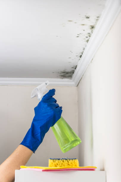 Best Certified Mold Removal  in Centralia, MO
