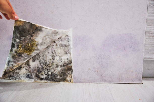 Best Mold Cleaning Services  in Centralia, MO